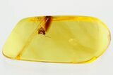 Fossil Winged Ant (Formicidae) In Baltic Amber #372510-1